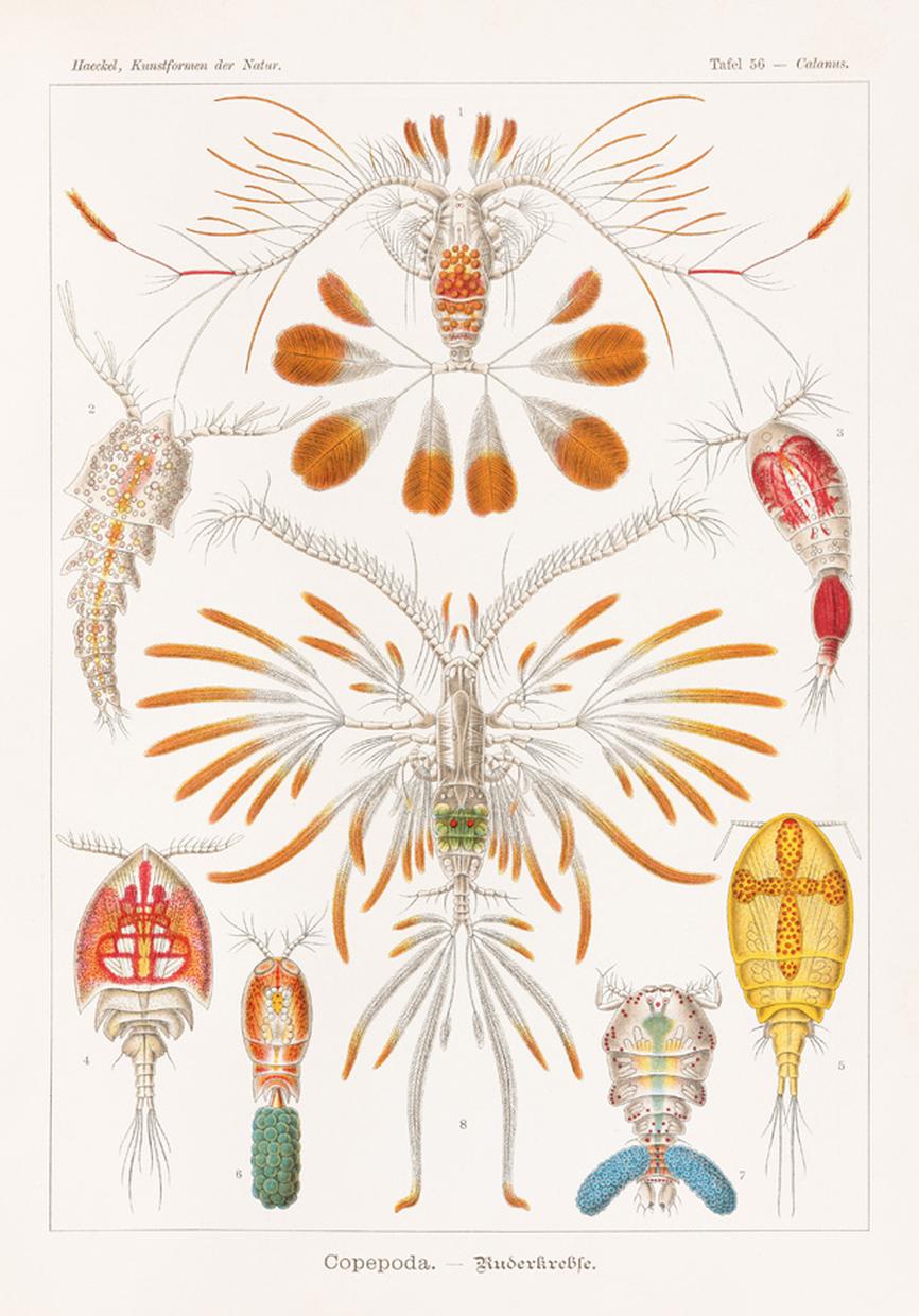 Ernst Haeckel: Meine Muse ist eine Meduse | DIE ZEIT