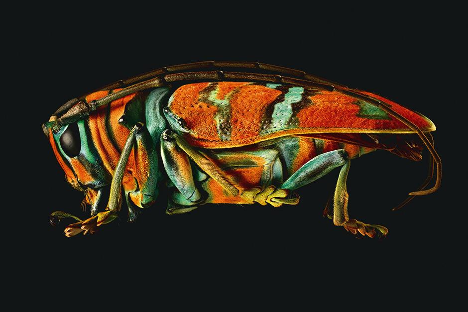Partnersuche insekten