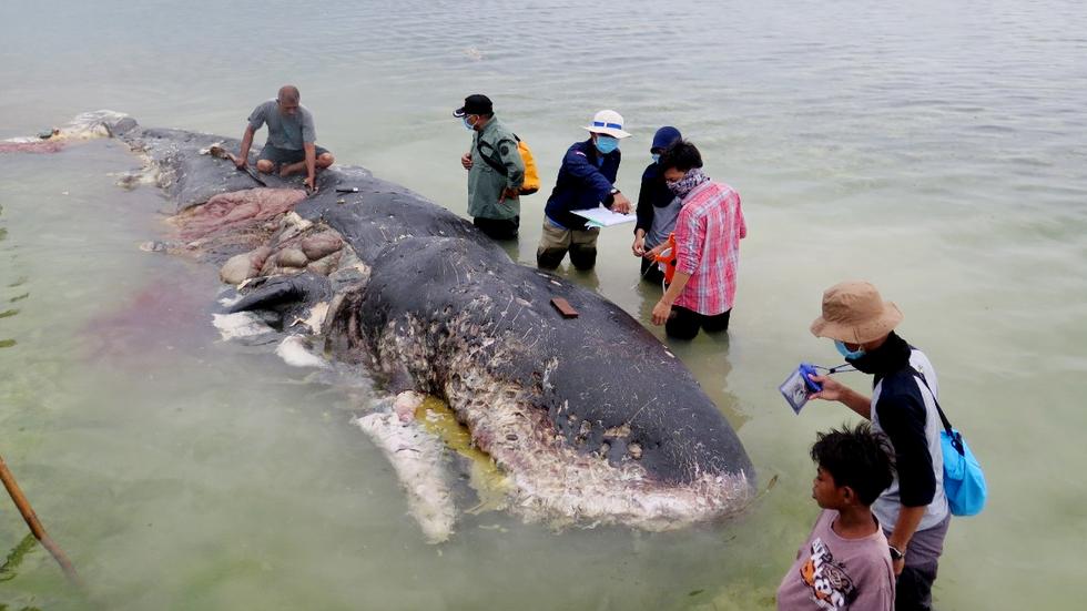 Indonesien Toter Wal Hat Sechs Kilo Plastik Im Bauch Zeit Online 