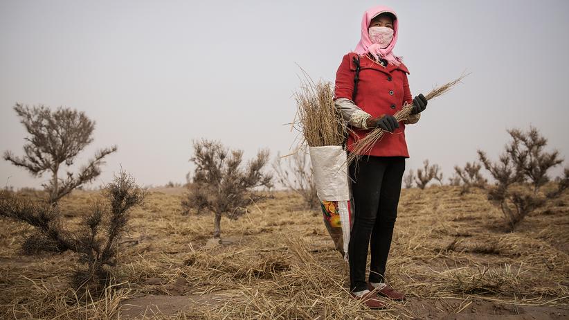 Wüsten in China: Gegen den Sand