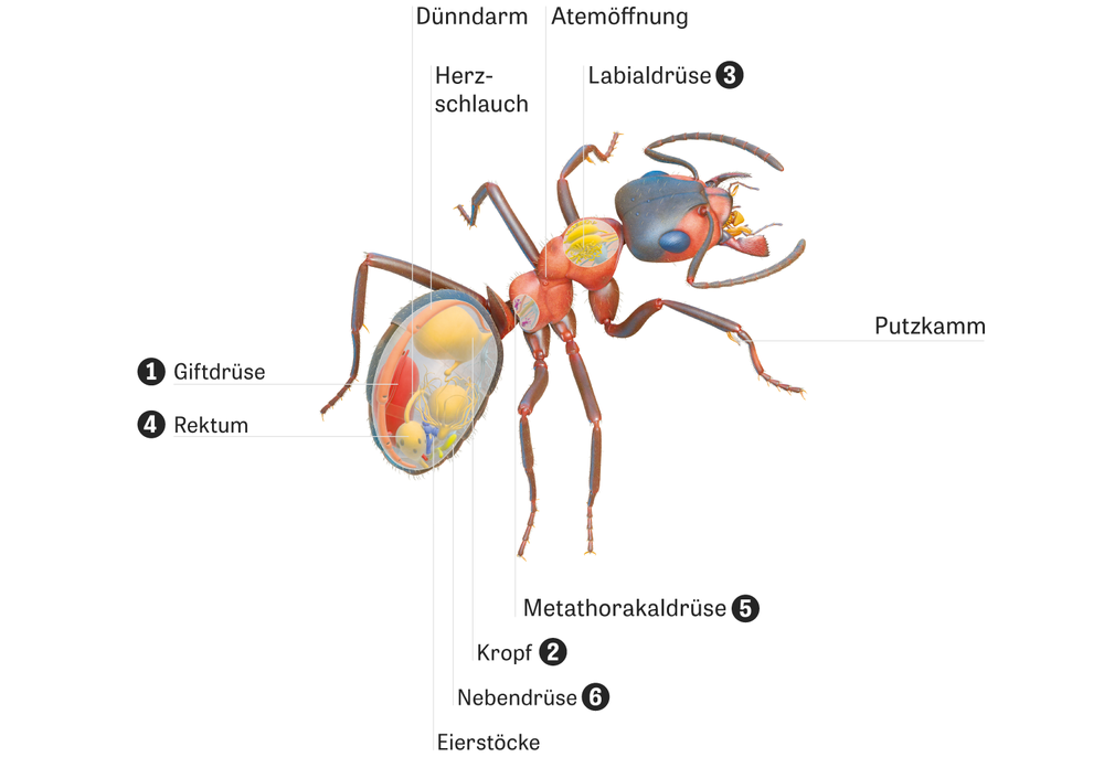 Ameisen Eine für alle ZEIT ONLINE