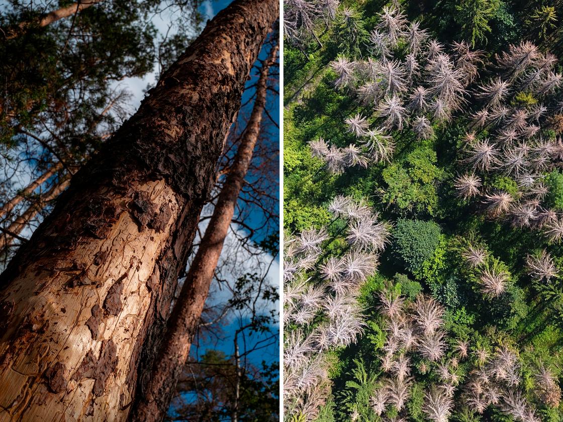 Waldsterben: Dem Wald geht's richtig dreckig | DIE ZEIT