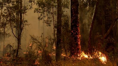 Brande In Australien Waldbrand Buschfeuer Wie Heisst Es Richtig Zeit Online