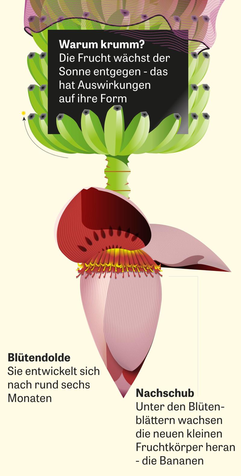 birthday cactus Happy Birthday Prick main image 1