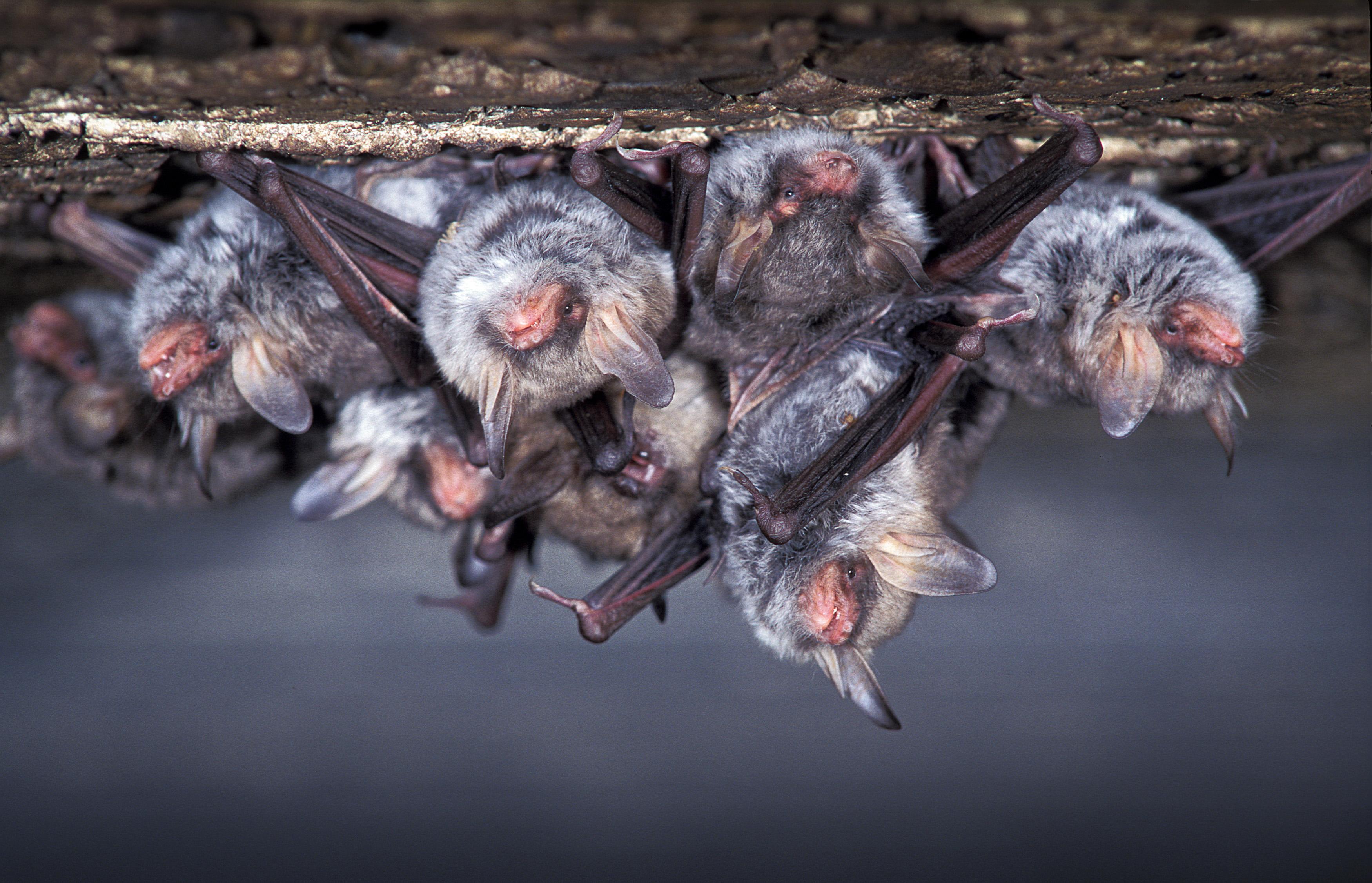 Batnight 2020 Wo die Fledermäuse schlafen ZEIT ONLINE