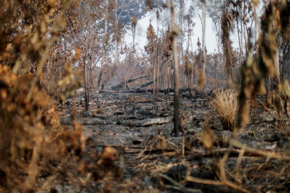 AmazonasRegenwald Flucht aus den Flammen ZEIT ONLINE