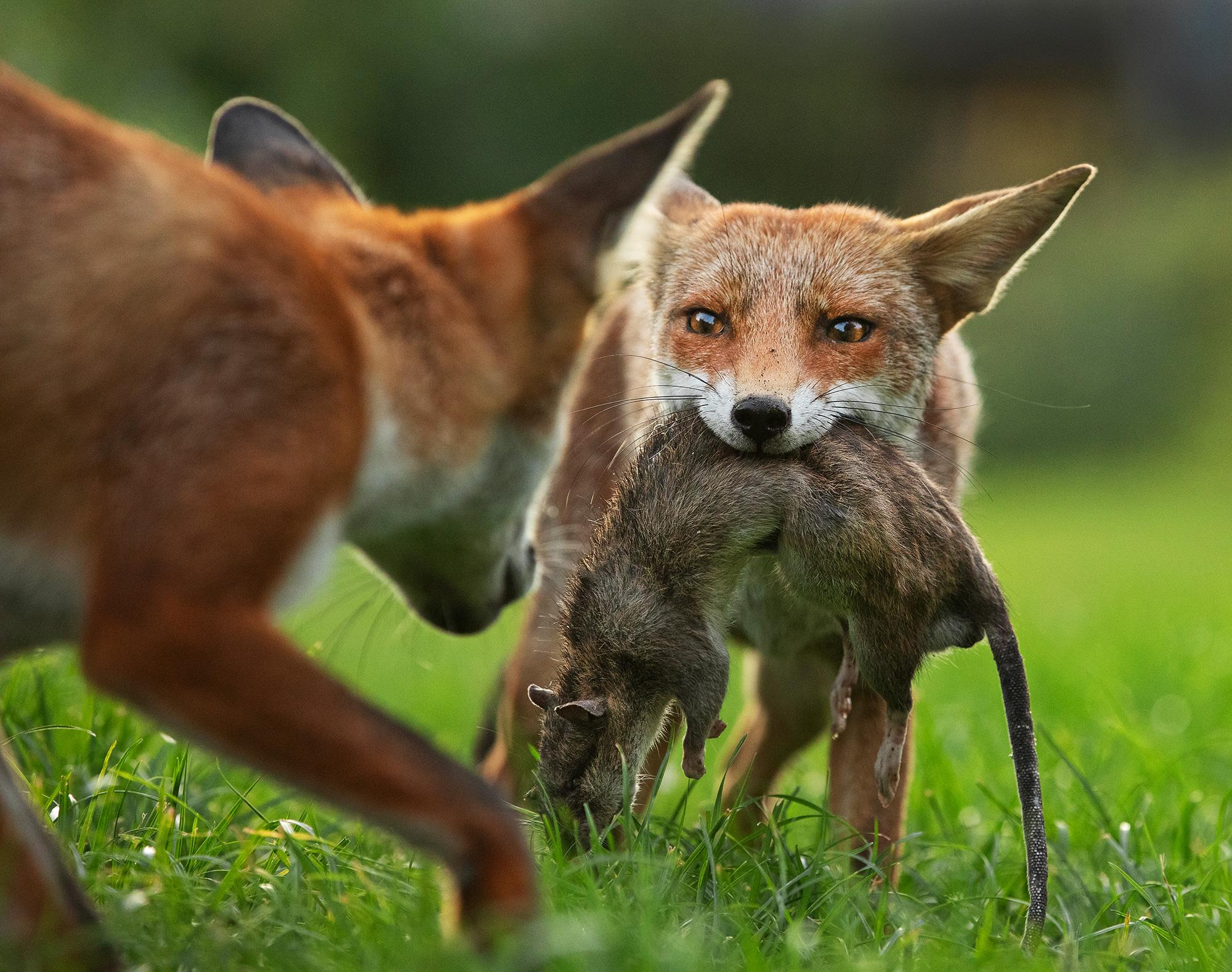 Tierfotos des Jahres: Wilder wird's nicht | ZEIT ONLINE