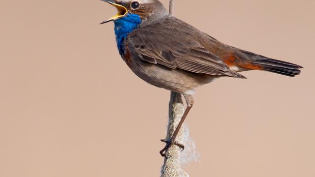 Vogelvielfalt in Städten: Mehr Gezwitscher, mehr Glück?