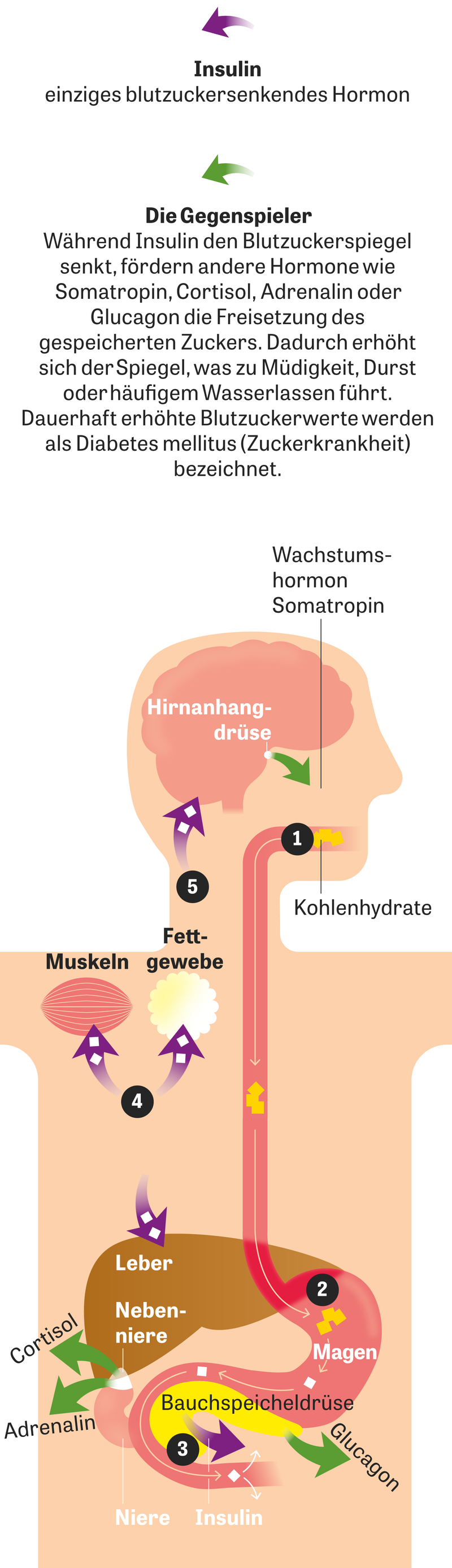 Shinkan Aufeinanderfolgenden Optional diabetes kohlenhydrate Rechteck