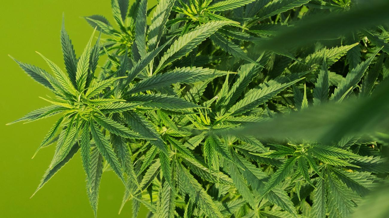 Cannabis: Bald legal? | ZEIT ONLINE