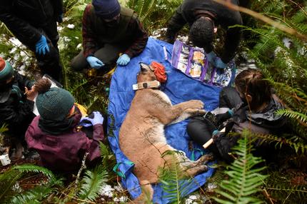 Artenschutz: Olympic Cougar Project members work to replace the GPS collar on Lilu, a wild cougar, near Port Angeles, Washington, U.S., December 14, 2021.  REUTERS/Stephanie Keith      SEARCH "KEITH WASHINGTON COUGARS" FOR THIS STORY. SEARCH "WIDER IMAGE" FOR ALL STORIES.   TPX IMAGES OF THE DAY