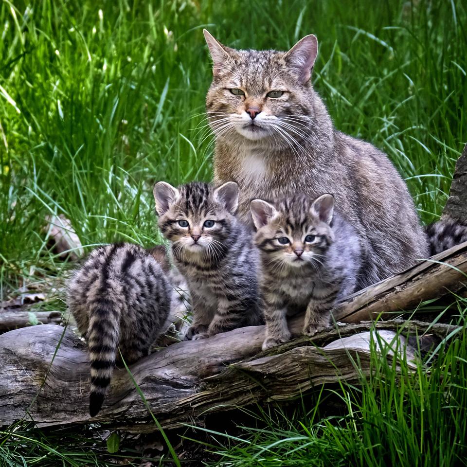 Wildkatzen: Lasst die Katze im Wald! | ZEIT ONLINE