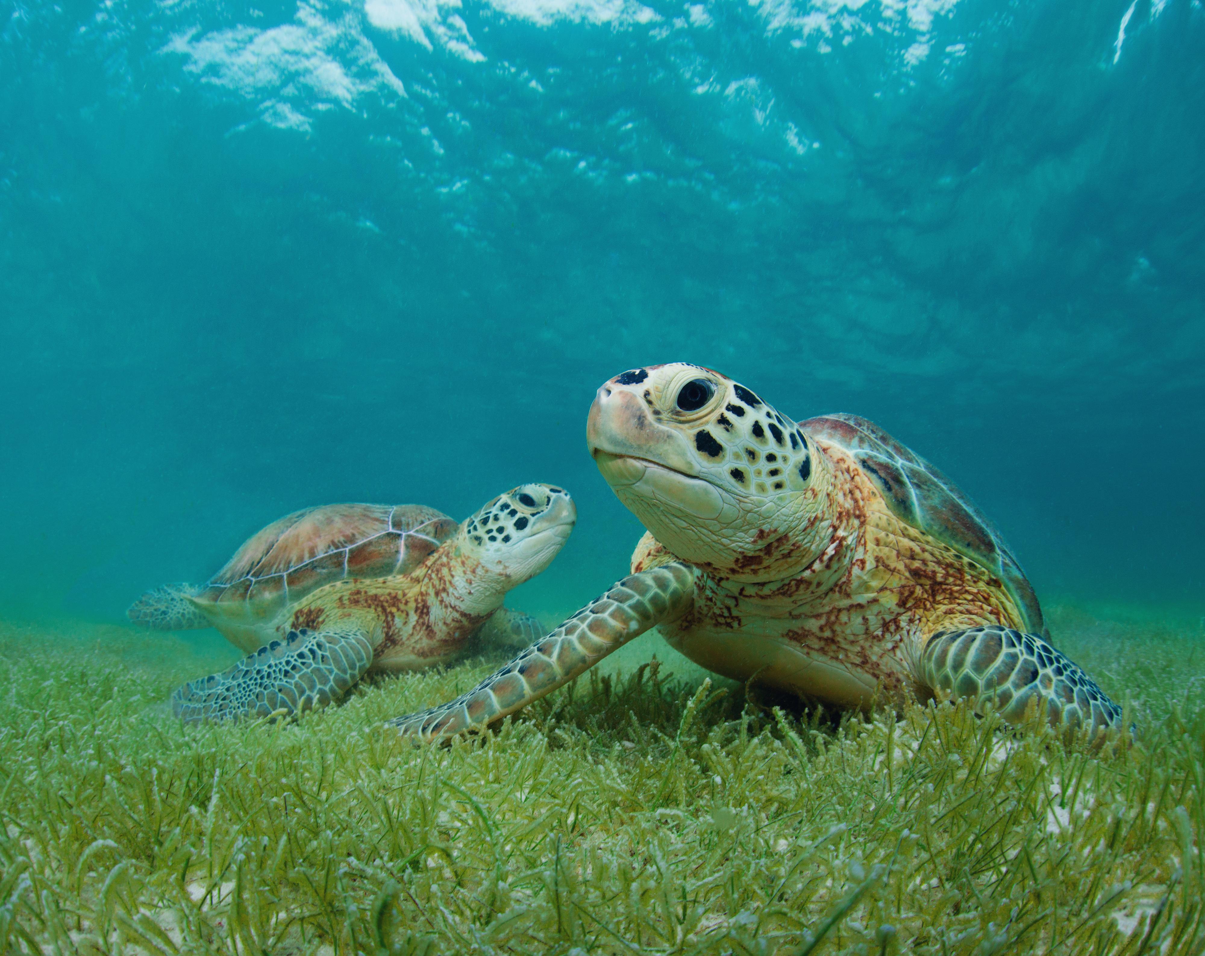 К морским черепахам относится. Зеленая морская черепаха. Зеленая суповая черепаха. Зеленая (суповая морская черепаха). Зеленая черепаха бисса атлантическая.