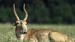 Artensterben: Weltbiodiversitätsrat warnt vor Nutzung wild lebender Arten
