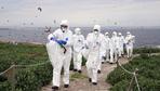 Epidemie: Stärkster Vogelgrippe-Ausbruch aller Zeiten in Europa