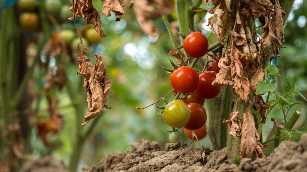 Kommunikation von Pflanzen: Leidet eine Tomatenpflanze unter Dürre, macht sie Geräusche.
