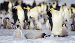 Pinguine und der Klimawandel: Kein Eis, kein Nachwuchs
