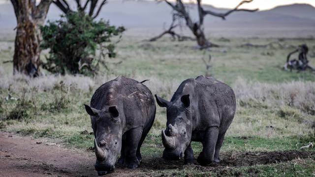 Afrika: Zahl der Nashörner steigt erstmals seit einem Jahrzehnt wieder an