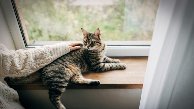 Corona bei Tieren: So gefährlich ist das neue Coronavirus für Katzen