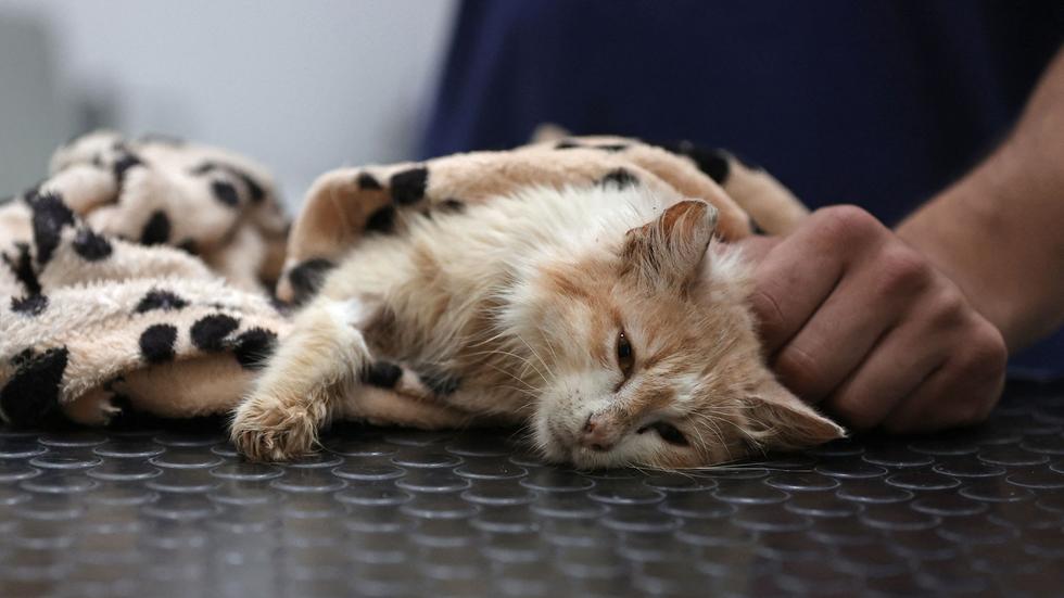 Virus TierCoronavirus tötet Tausende Katzen auf Zypern ZEIT ONLINE