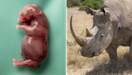 Breitmaulnashorn: Erstes Nashornbaby aus dem Labor überlebt 62 Tage im Mutterleib