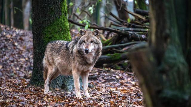 Wölfe: Wolf wandert von Niedersachsen bis in die Pyrenäen