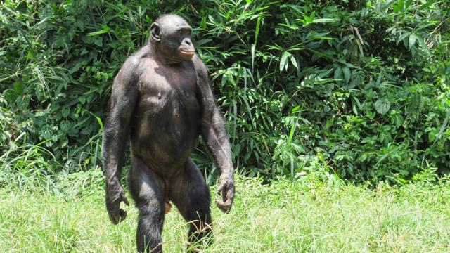 Bonobos und Schimpansen: Bonobo-M&auml;nnchen sind laut Studie aggressiver als gedacht
