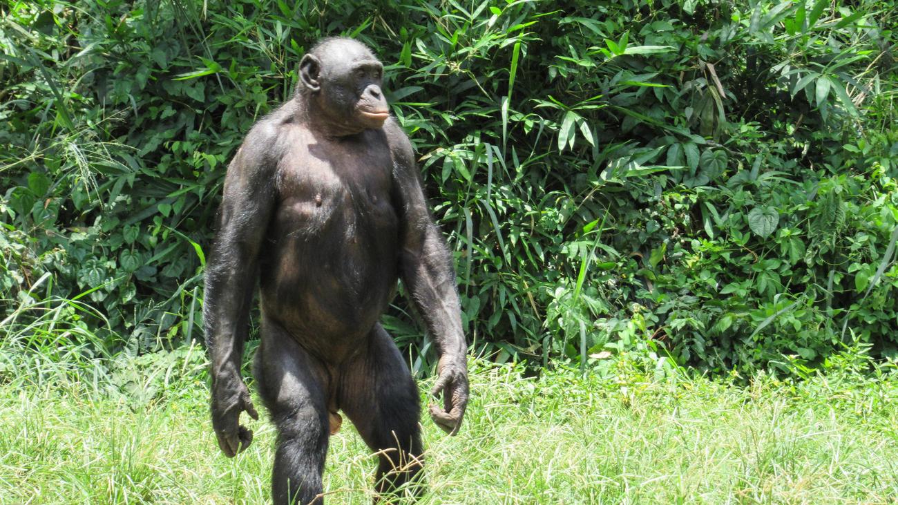 Bonobos et chimpanzés : selon une étude, les bonobos mâles sont plus agressifs que prévu