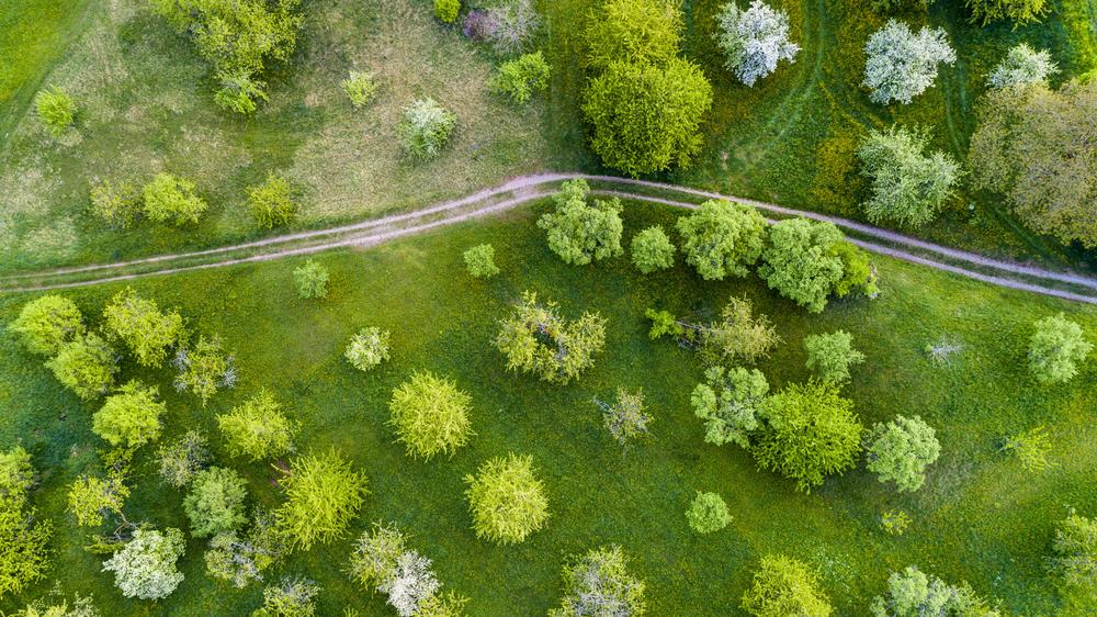 Hitzewelle: Nicht nur die Blüte kommt zu früh.  Allerdings kommt es nach evidenzbasierten Bedenken von Hobbygärtnern auch früher zu einer Austrocknung. 