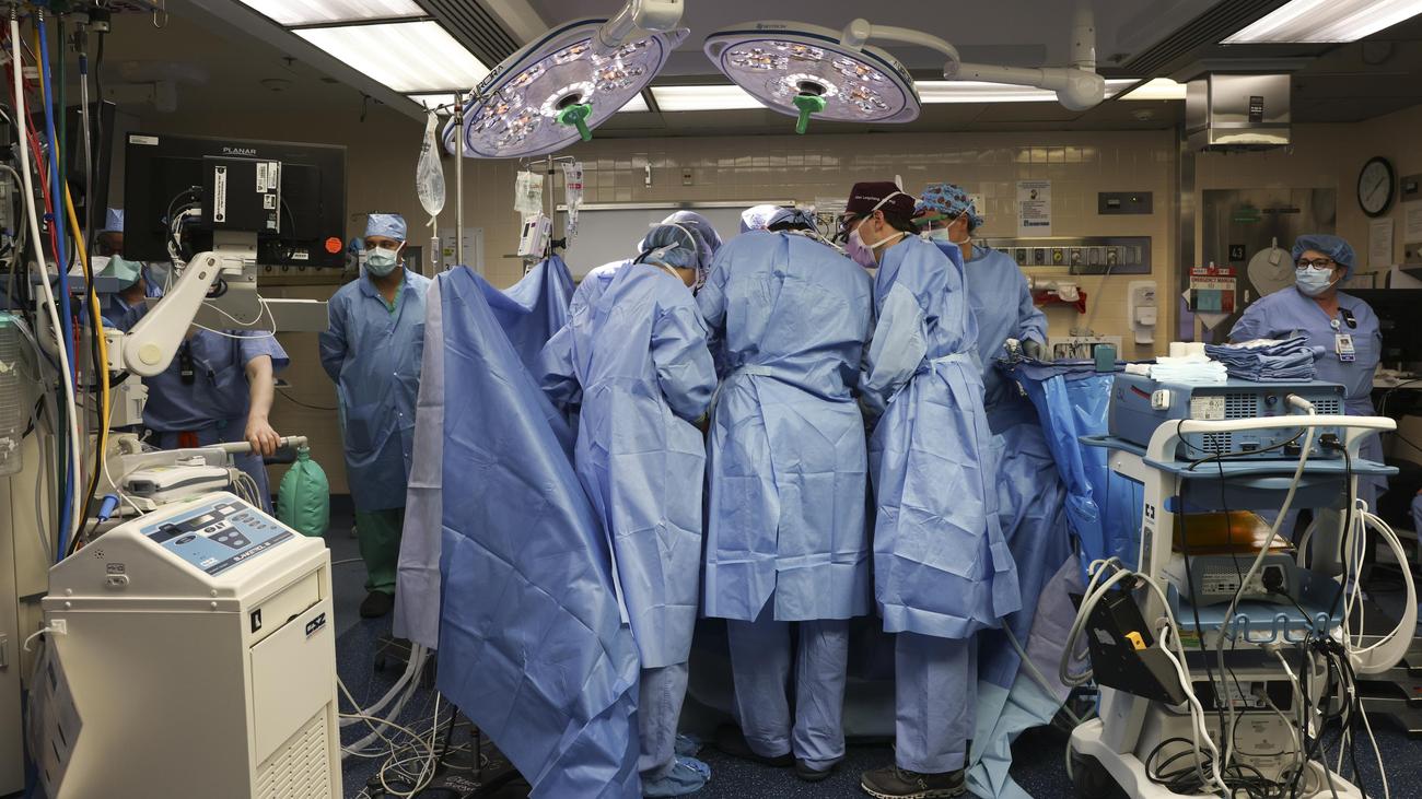 Transplantatie: De patiënt werd met een varkensnier uit het ziekenhuis ontslagen