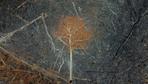 Naturzerstörung: 3,7 Millionen Hektar tropischen Urwalds zerstört