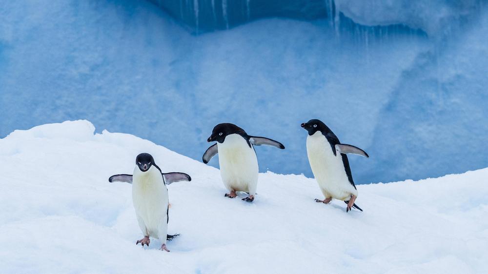 Adeliepinguine: Auf den Inseln leben mehr als 750.000 Brutpaare von Adeliepinguinen.