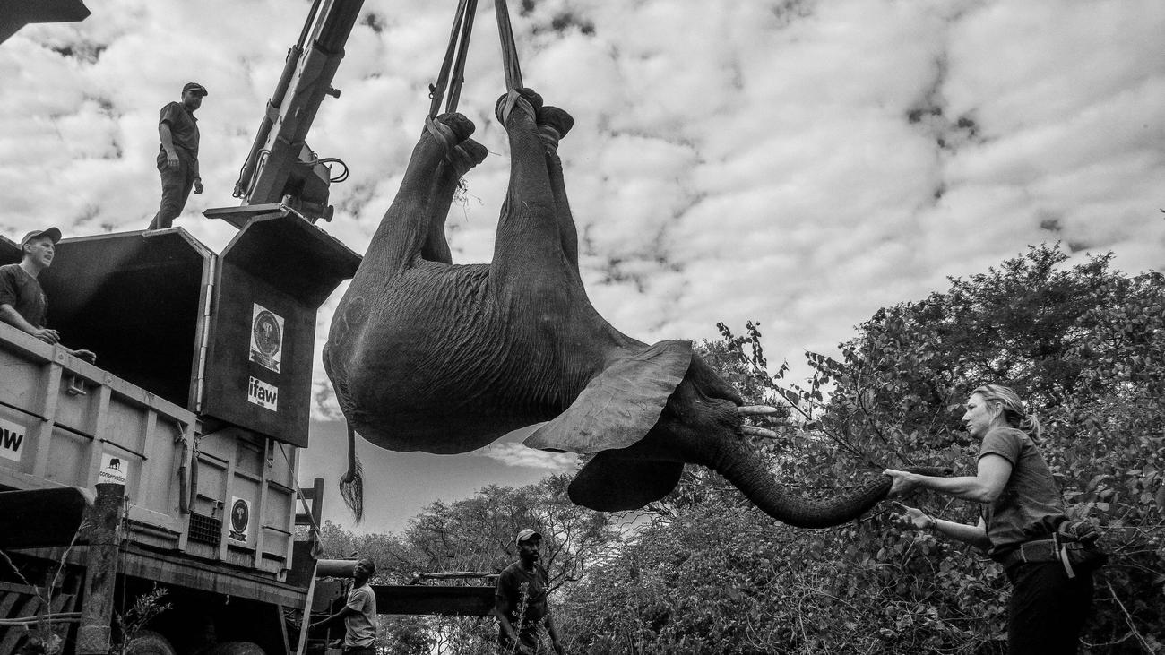 Protection des espèces : quand les éléphants tuent des humains