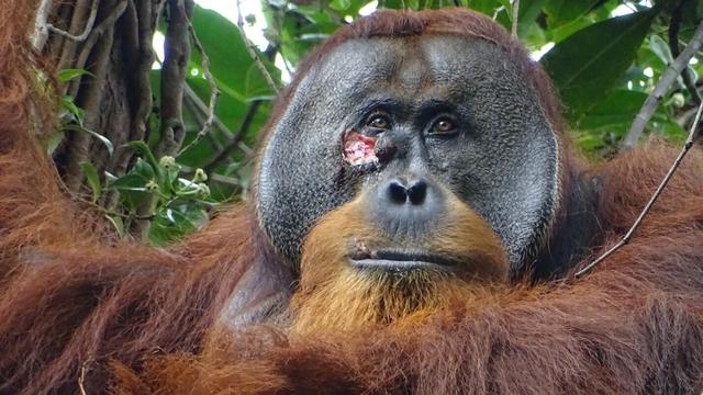 Sumatra: Orang-Utan behandelt Wunde mit Heilpflanze