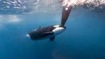 Orcas bei Gibraltar: Warum es Orcas auf Segelboote abgesehen haben
