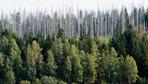 Waldzustandserhebung 2023: Nur jeder fünfte Baum ist gesund
