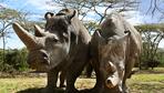 Nördliches Breitmaulnashorn: Deutscher Zoo plant Wiedergeburt ausgerotteter Nashörner