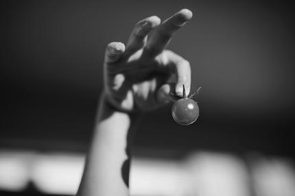 Wissenspodcast: Tomate