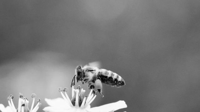 Insektensterben: "Bio oder konventionell, das ist zu einfach gedacht"