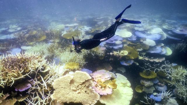 Meeresverschmutzung: Australien will Wasserqualit&auml;t am Great Barrier Reef verbessern