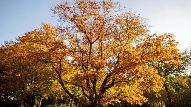 Klimawandel: Die Amerikanische Roteiche ist der "Baum des Jahres" 2025