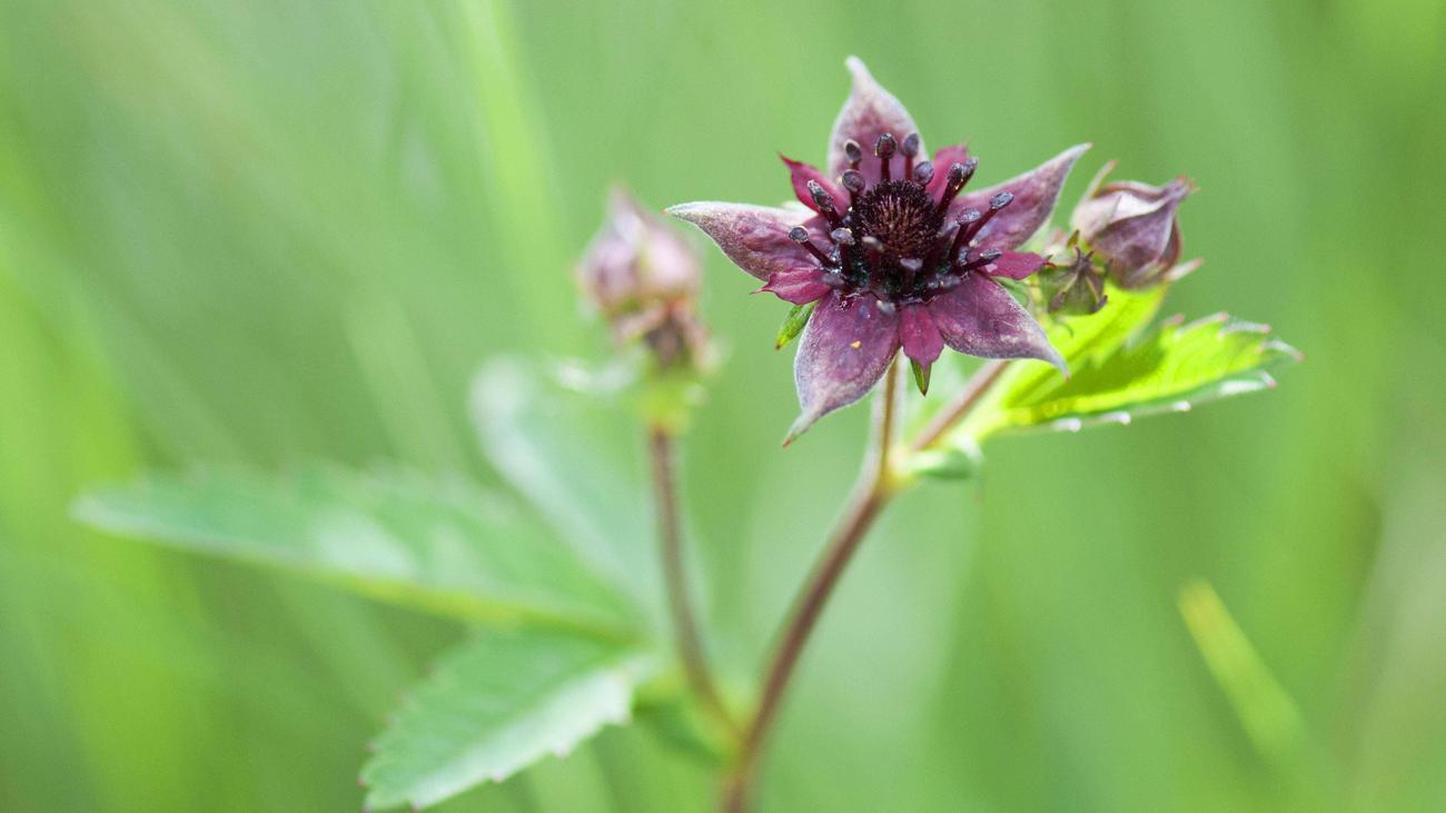 Blume des Jahres SumpfBlutauge zur Blume des Jahres 2025 gewählt