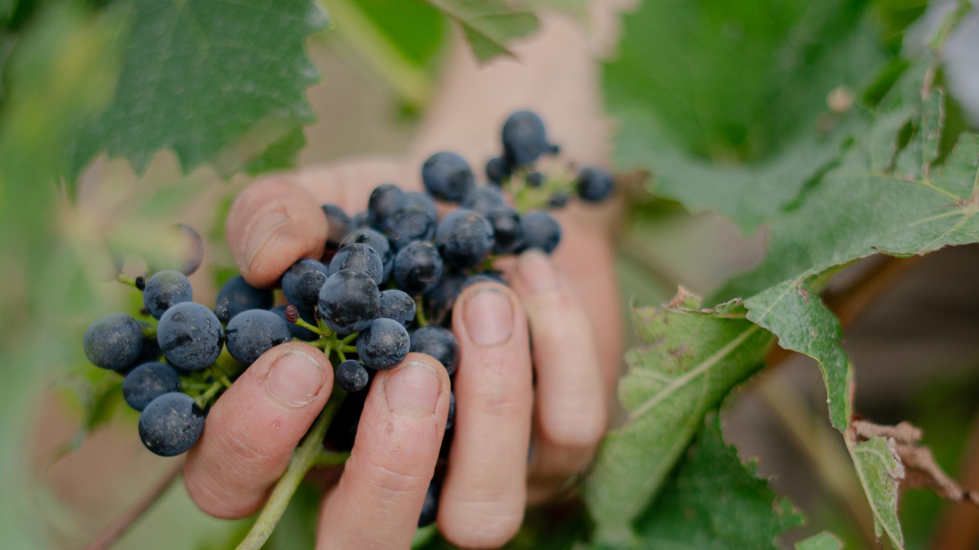 Weinbau im Klimawandel: Die Wette auf den deutschen Wein