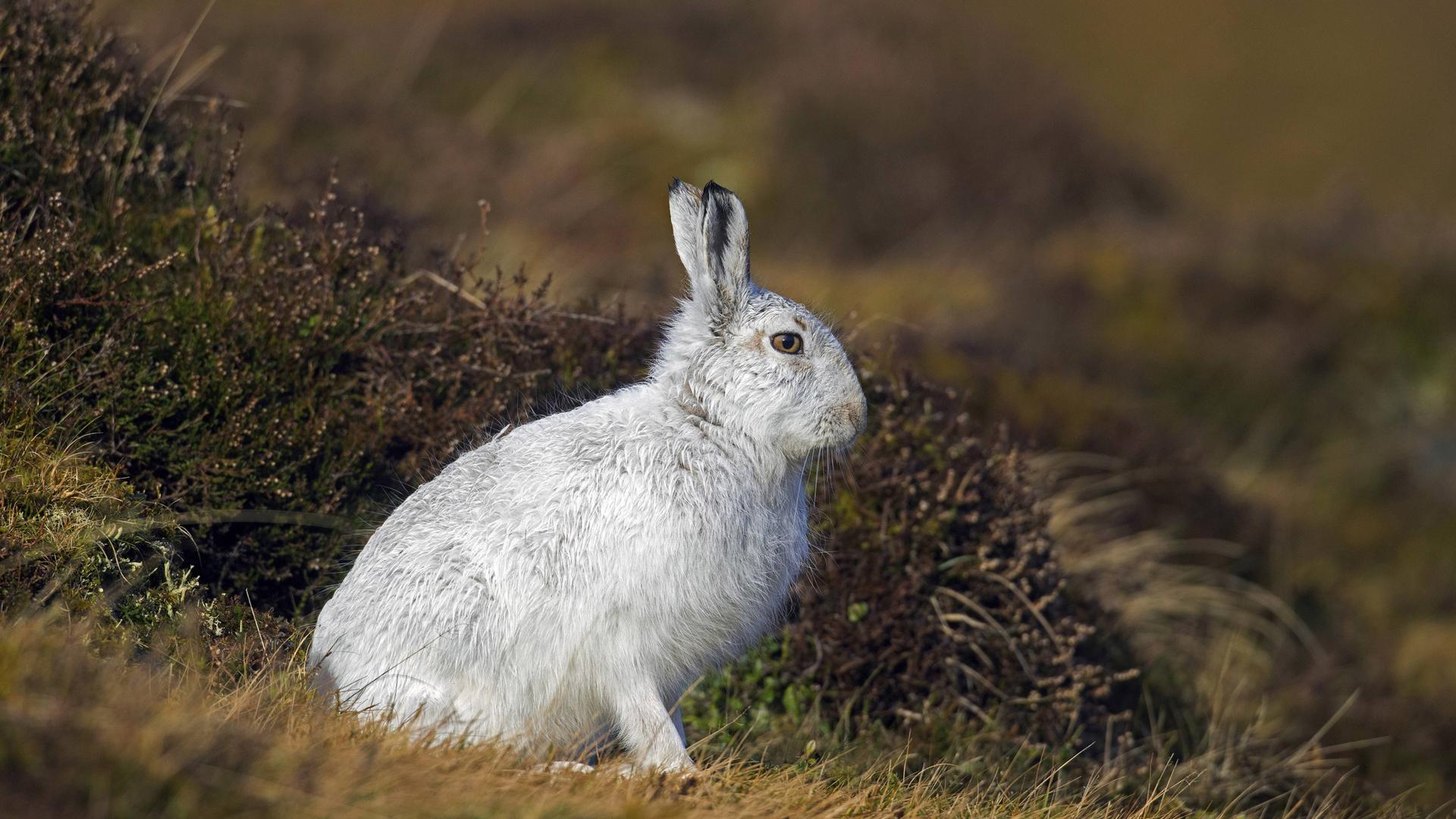 Deutsche Wildtierstiftung: Alpenschneehase ist Tier des Jahres