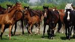 Tiere: Pferde und Kühe stehen mit unterschiedlichen Beinen auf. Stimmt’s?