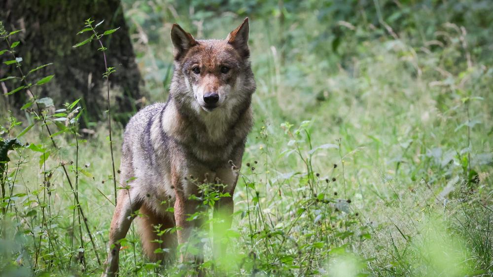  Der Wolf breitet sich in Europa aus – künftig soll sein Abschuss durch eine Gesetzesänderung in der EU leichter werden.