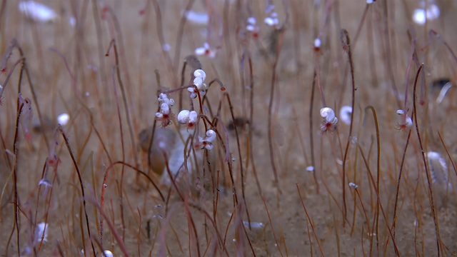 Chemosynthese: 9.570 Meter unter dem Meer