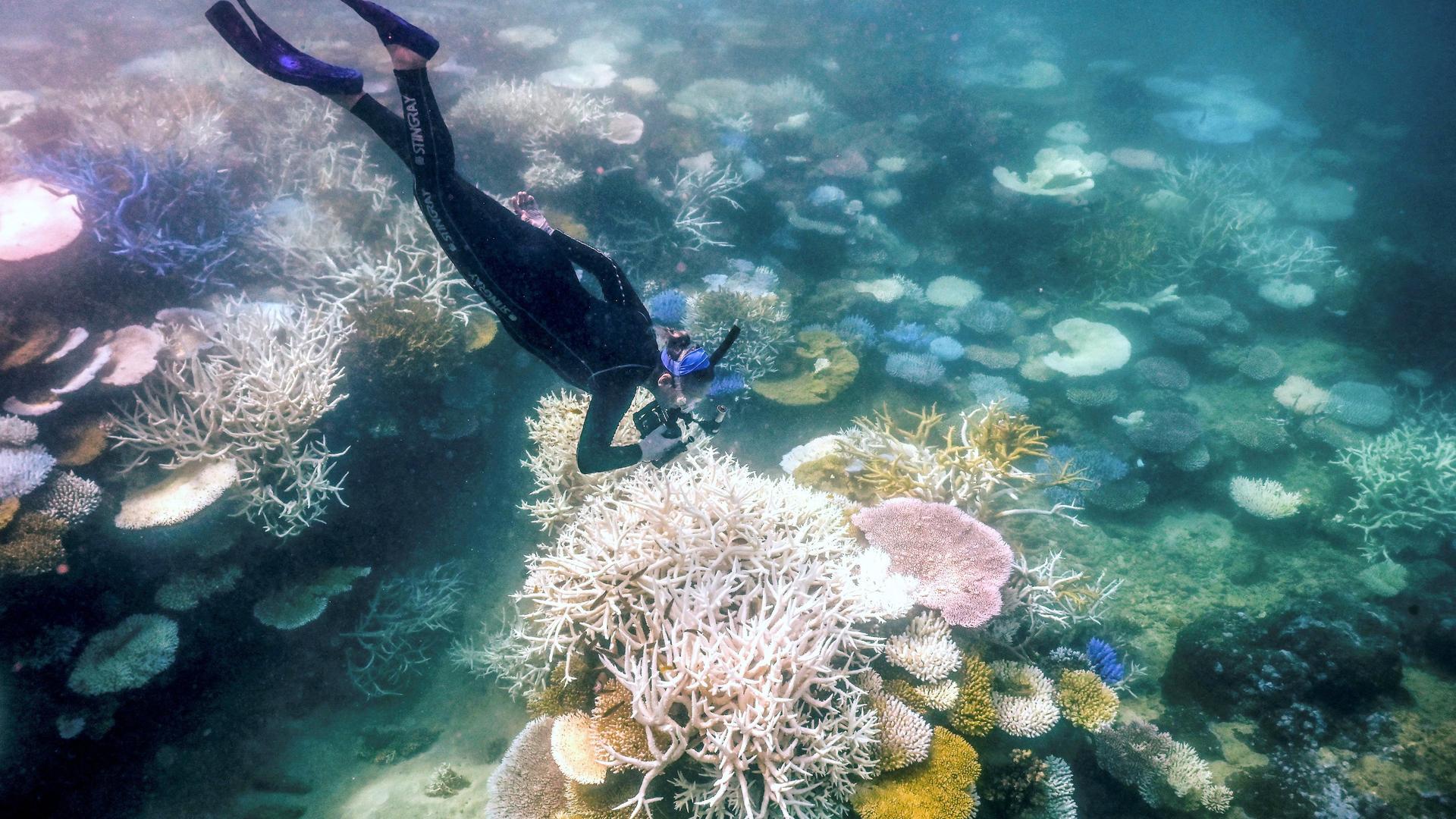 Klimawandel: Bisher größte Korallenbleiche im Great Barrier Reef registriert