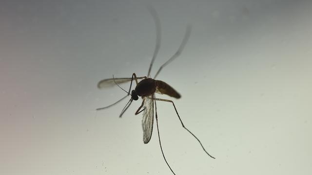 Asiatische Tigermücke: Chikungunya-Virus breitet sich in Italien aus
