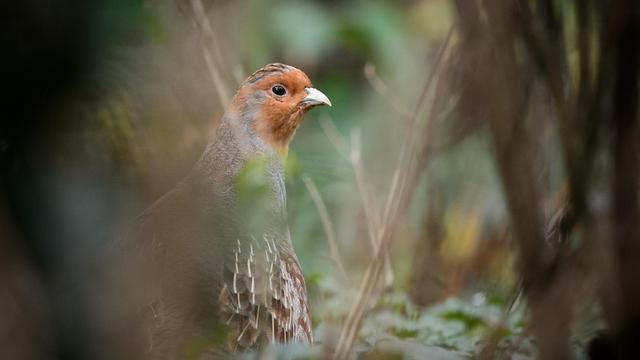 Artenschutz: Rebhuhn zum Vogel des Jahres gewählt
